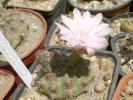 Gymnocalycium asterium