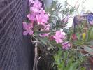 Foto0341