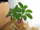 Calathea zebrina