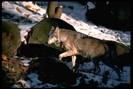 WOLF-5