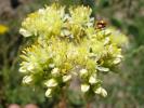 Sedum sediforme si buburuze.