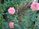 DSC09735
