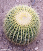 CACTI_02