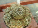 D. decipiens