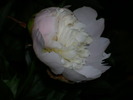 DSCI0857