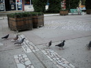 DSCN0164