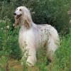 m_afgan_hound1