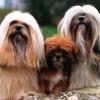 LHASSA APSO