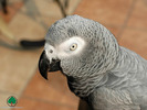 Wallpapers - Parrots - 10