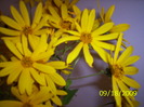 Flori de toamna