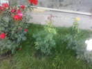 Fotografii-0093