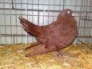 Orientalischer-Roller-(2)