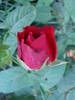 Rose Dame de Coeur (2009, July 10)