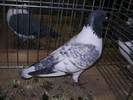 5785b ms 1