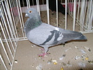 Picture 100