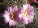 Rebutia narvacensis