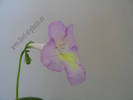 Streptocarpus roz galben 1