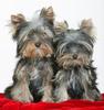 Yorkshire_Terrier_PaliiHouse_Puppies_2