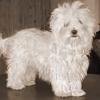 bichon-maltez-001