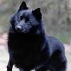 SCHIPPERKE