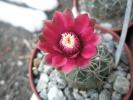 Gymnocalycium erinaceum