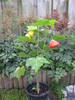 Abutilon 17 iul 2009