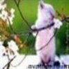 animale__avatare-cu-pisicute-28_jpg_85_cw85_ch85