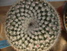 Mamillaria wodsy boboci micuti