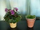 mini violeta roz-lila & mini Festive Holiday