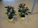 SKIMMIA JAPONICA SAU LILIACUL JAPONEZ