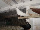P8292267