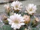 Gymnocalycium saglione