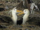 Galapagos-Albatros-2