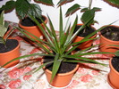 DRACAENA