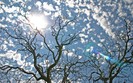 Planet Scenes 163