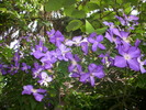 DSCI0924