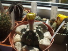 DSCF0544