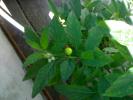 Solanum capsicastrum-fructe si flori