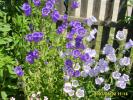 campanula