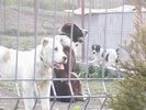 poze 01.05.2009 173