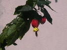 Picture 005