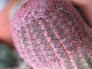 Echinocereus rubrispinus