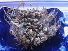 Rose de Jericho