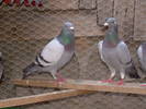 Picture 244