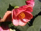 abutilon lila