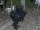 brahma negru