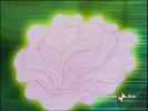 flora15