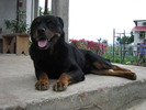 Rocky ROTTWEILLER-ul - decedat 15 ani