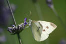 Lavanda