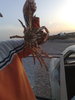 crab 1 kg